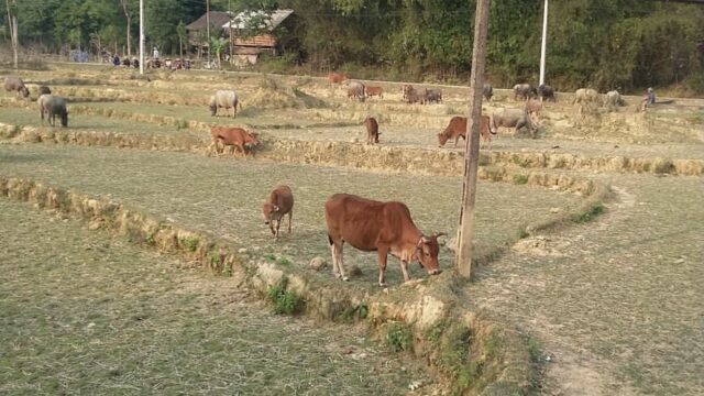 Lác – Nà Phòn Village, Hoa Binh