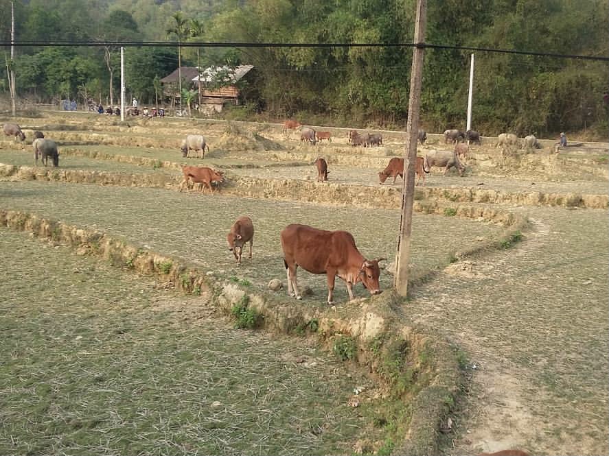Bản Lác – Nà Phòn, Hoà Bình