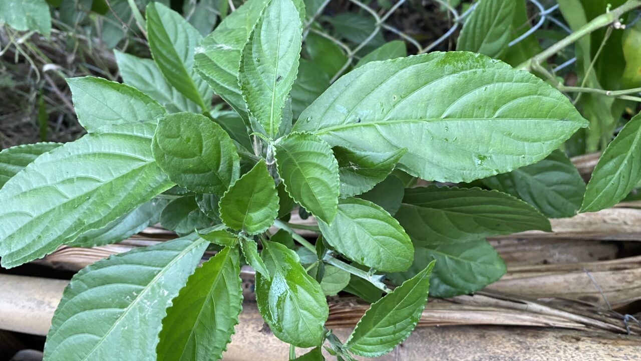 TOUR LÀNG NGHỀ DHROONG, QUẢNG NAM