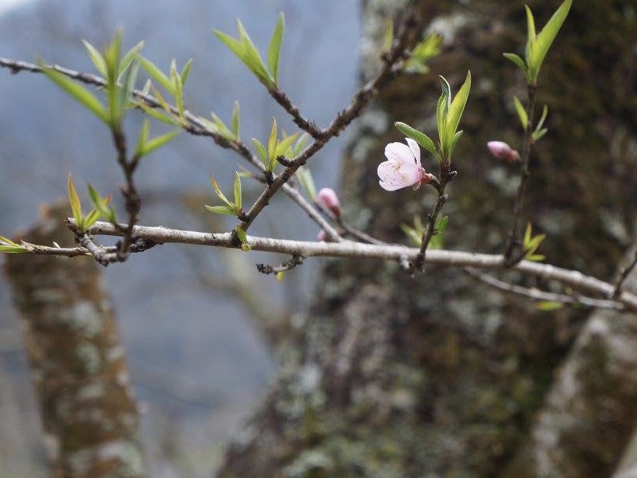 Pà Cò – Hang Kia village, Hoa Binh