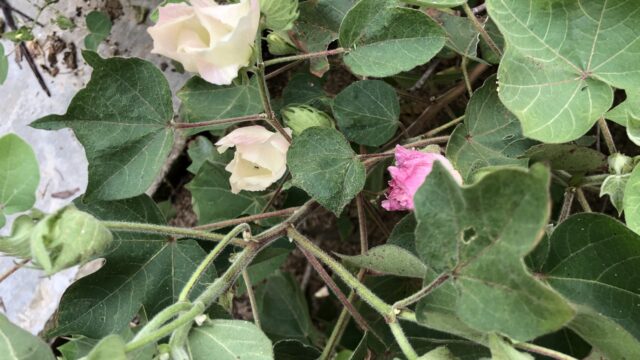 Behind the Footage: A Journey Back to Cotton and Indigo with the Cơ Tu People, Cong Don village, 2024