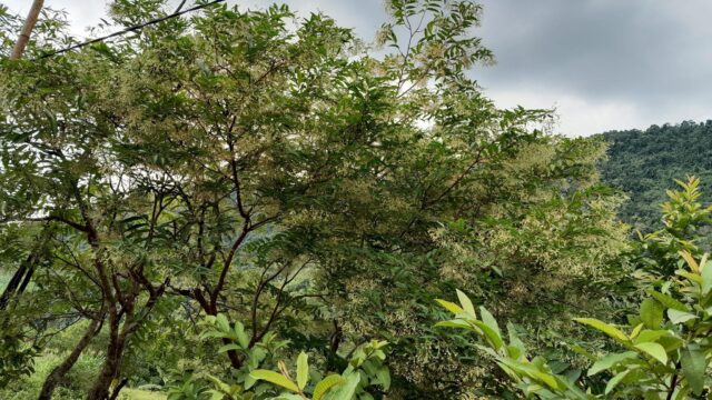 Sung village, Hoa Binh