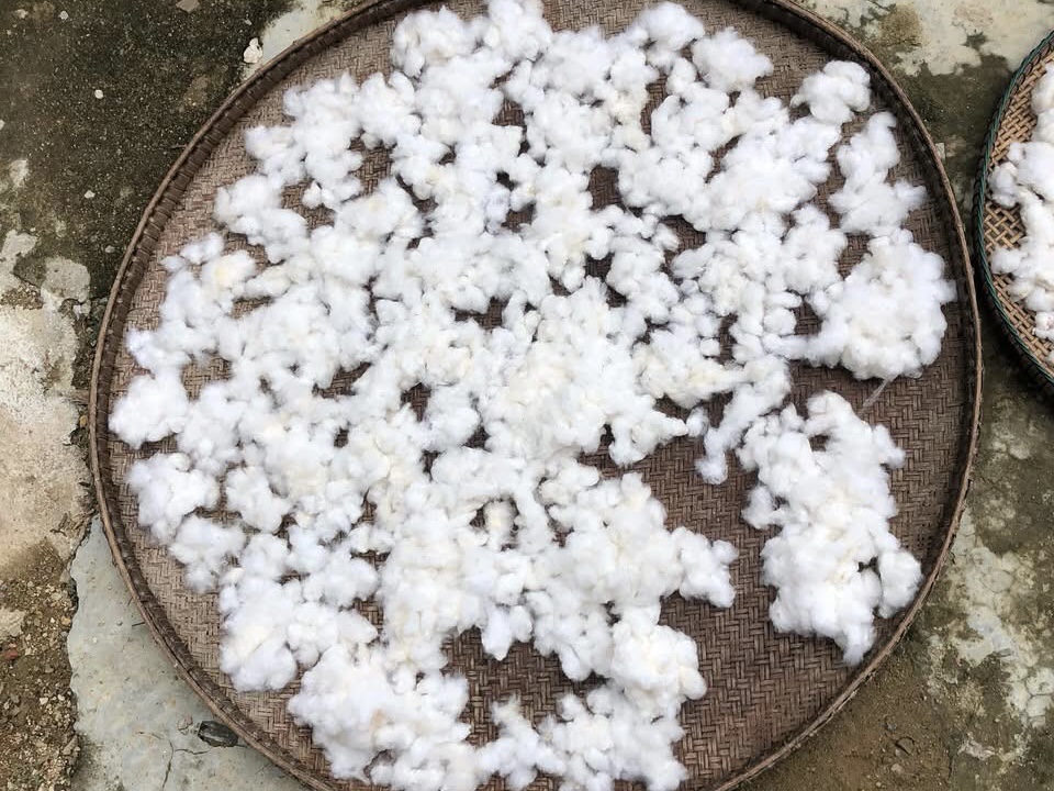 Phía sau một thước phim: hành trình về với sợi bông và chàm của người Cơ Tu, thôn Công Dồn, 2024