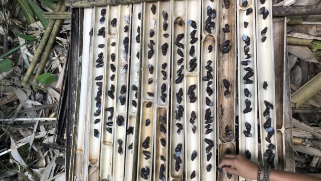 Behind the Footage: A Journey Back to Cotton and Indigo with the Cơ Tu People, Cong Don village, 2024