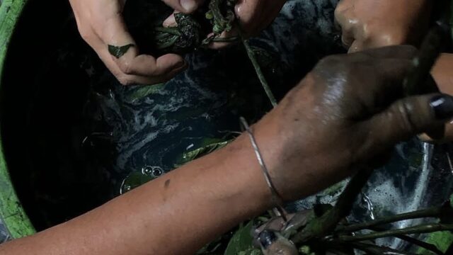 Behind the Footage: A Journey Back to Cotton and Indigo with the Cơ Tu People, Cong Don village, 2024